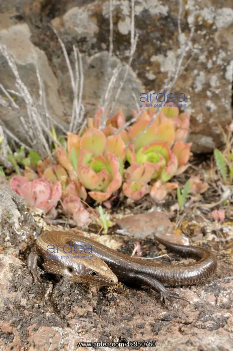 : West Canary Skink - La Gomera : West Canary Skink - La Gomera