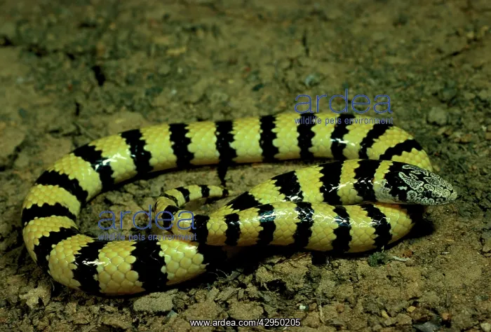 : West Coast banded snake. Swims through sand : West Coast banded snake. Swims through sand