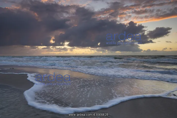 : West coast of the Darss - Peninsula of Fischland-Darss-Zings : West coast of the Darss - Peninsula of Fischland-Darss-Zings