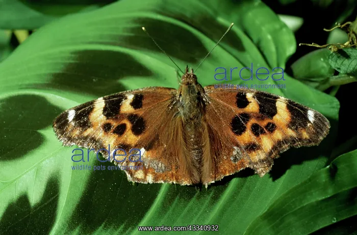 : West Coast Lady BUTTERFLY - after wintering : West Coast Lady BUTTERFLY - after wintering