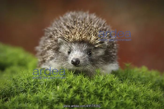  : West European Hedgehog in green moss with orange background during autumn