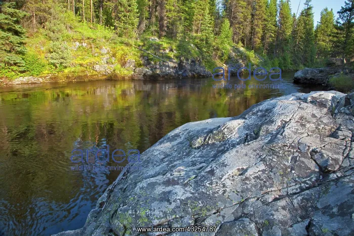 : West Fork of the Kettle River near Westbridge : West Fork of the Kettle River near Westbridge