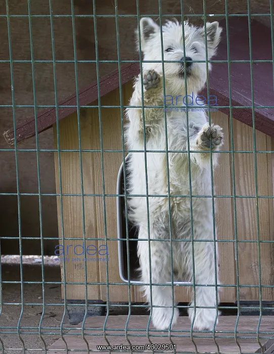  : West Highland Terrier dog in a cage