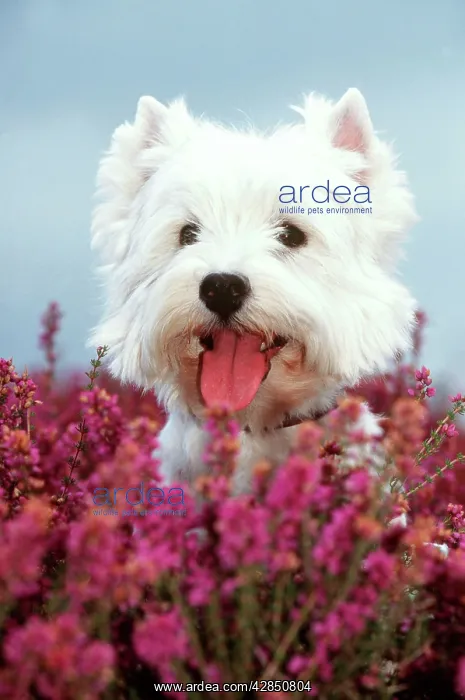 : West Highland Terrier Dog - in heather : West Highland Terrier Dog - in heather