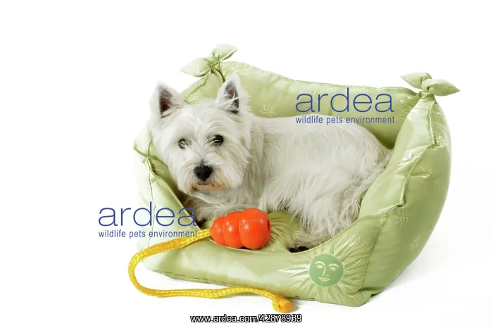 : West Highland Terrier Dog - lying in material basket : West Highland Terrier Dog - lying in material basket