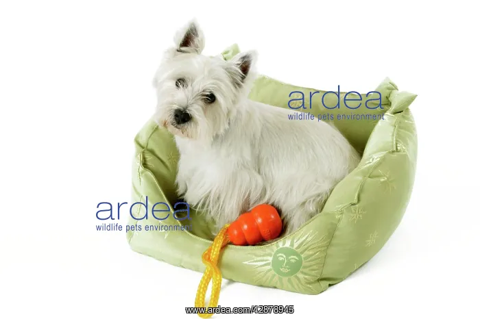 : West Highland Terrier Dog - lying in material basket : West Highland Terrier Dog - lying in material basket