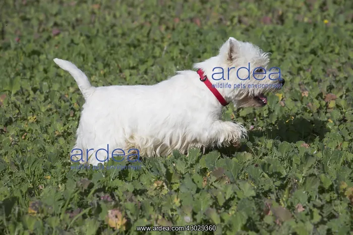  : West Highland Terrier dog outdoors