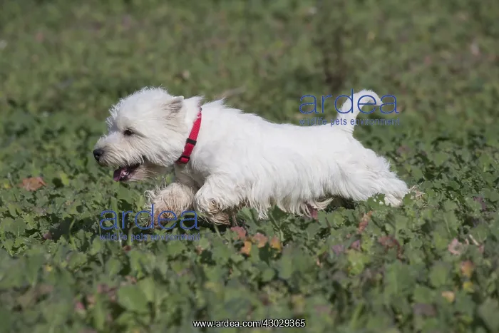  : West Highland Terrier dog outdoors