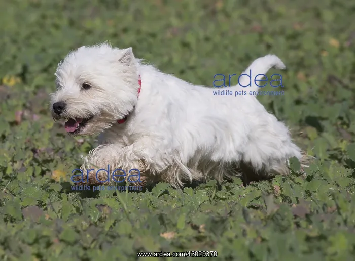  : West Highland Terrier dog outdoors