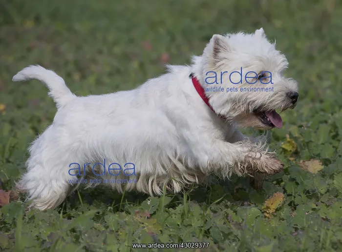  : West Highland Terrier dog outdoors