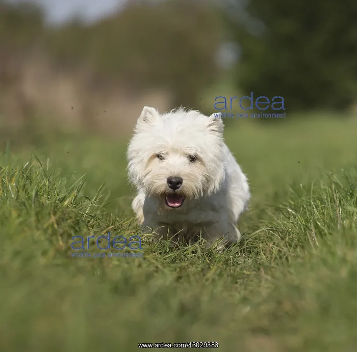 : West Highland Terrier dog outdoors