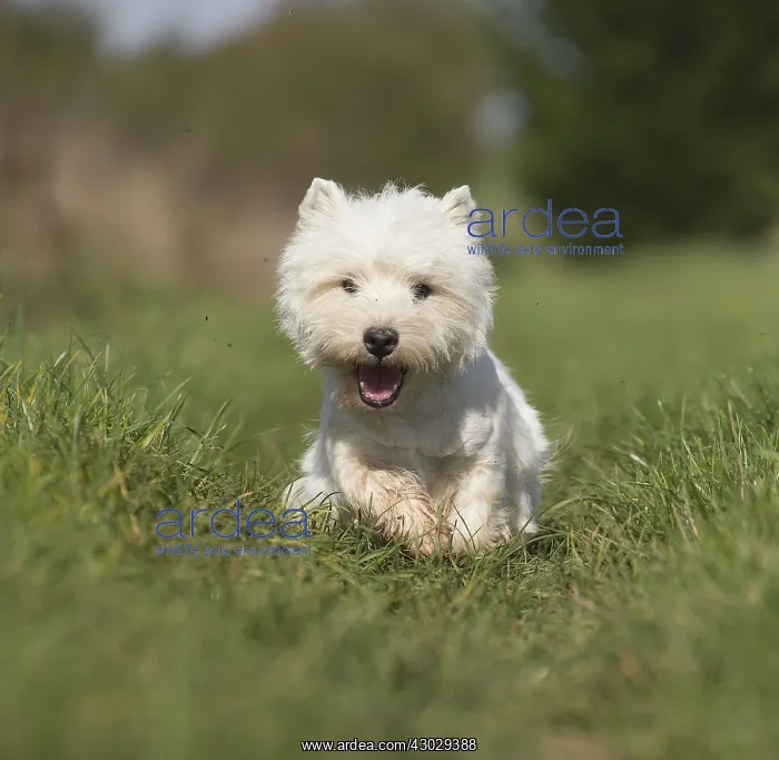  : West Highland Terrier dog outdoors