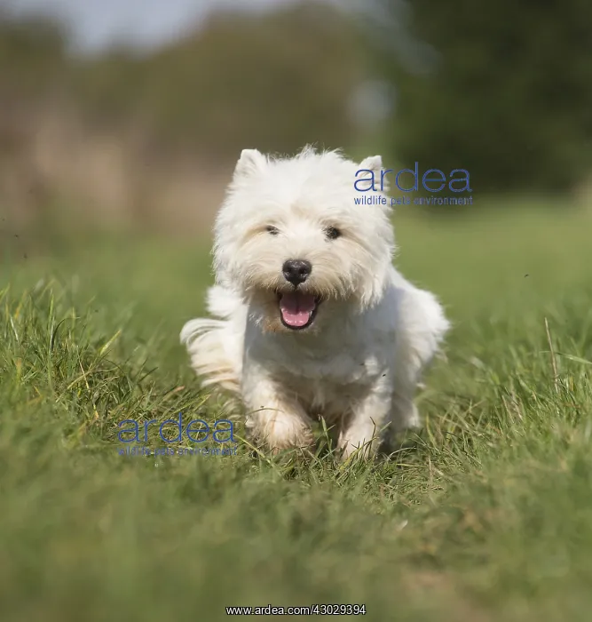  : West Highland Terrier dog outdoors