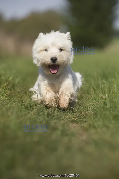  : West Highland Terrier dog outdoors