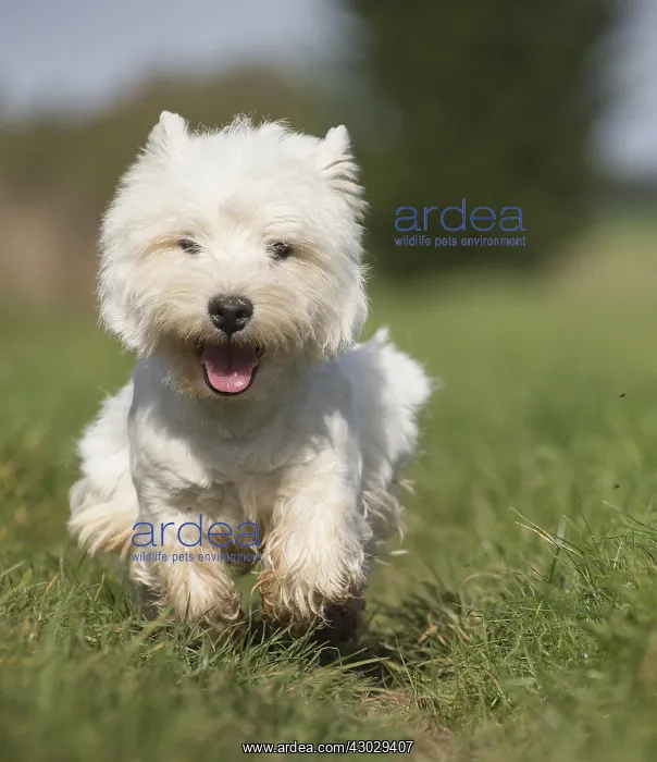  : West Highland Terrier dog outdoors