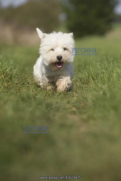  : West Highland Terrier dog outdoors