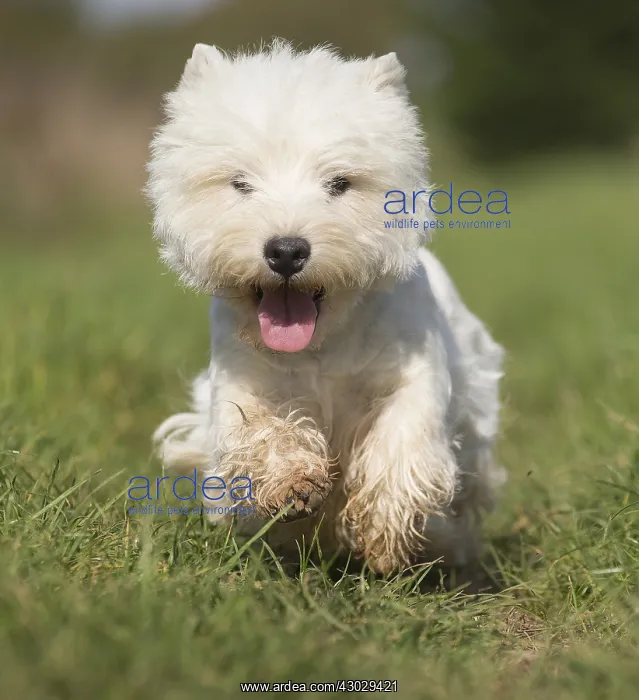  : West Highland Terrier dog outdoors
