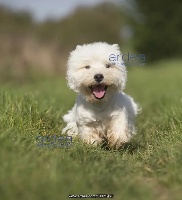  : West Highland Terrier dog outdoors