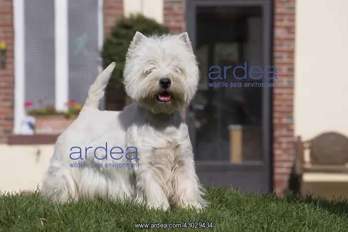  : West Highland Terrier dog outdoors