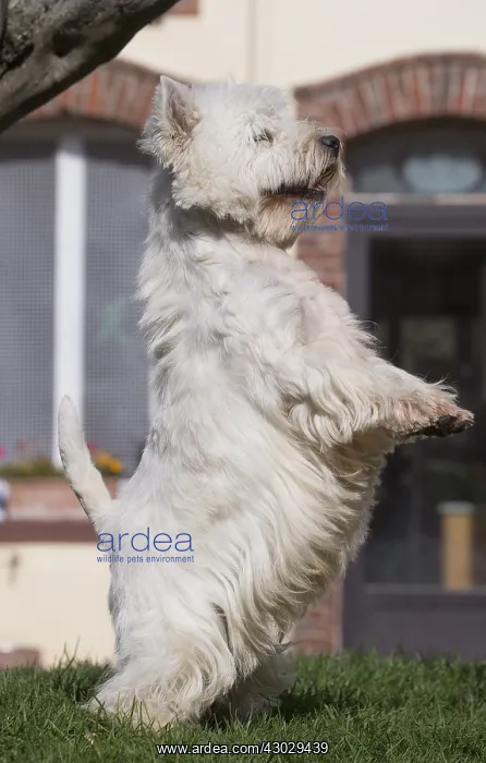  : West Highland Terrier dog outdoors