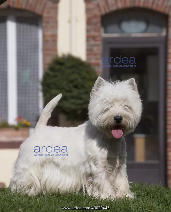  : West Highland Terrier dog outdoors