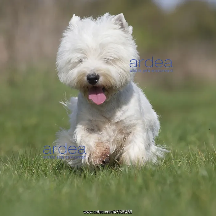  : West Highland Terrier dog outdoors