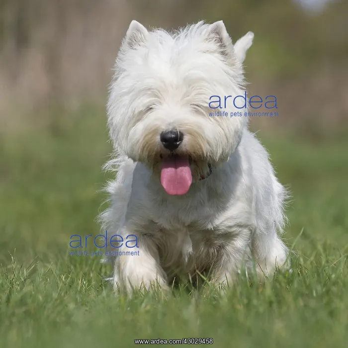  : West Highland Terrier dog outdoors