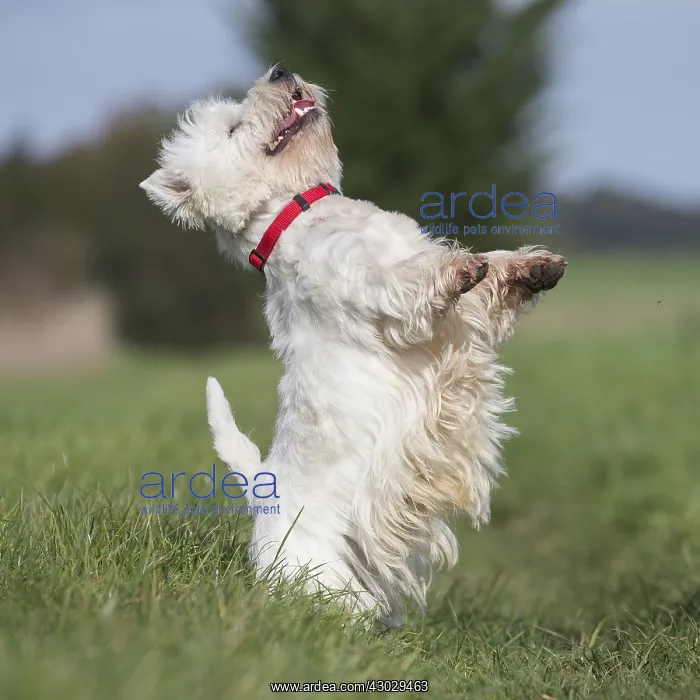  : West Highland Terrier dog outdoors