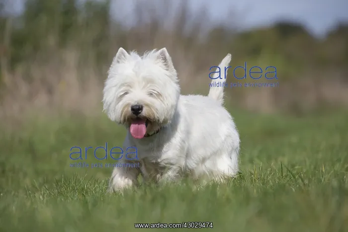  : West Highland Terrier dog outdoors