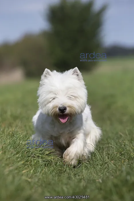  : West Highland Terrier dog outdoors