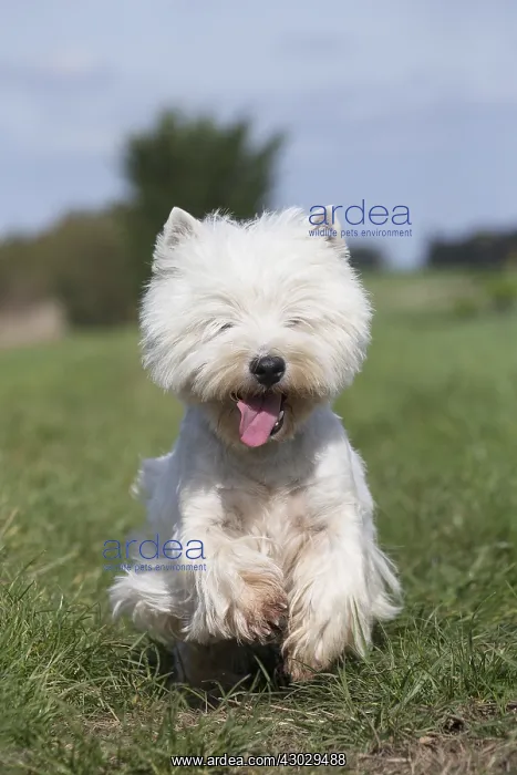 : West Highland Terrier dog outdoors