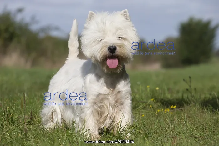  : West Highland Terrier dog outdoors