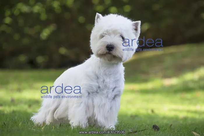  : West Highland Terrier dog outdoors