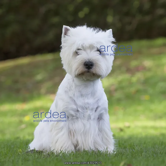  : West Highland Terrier dog outdoors