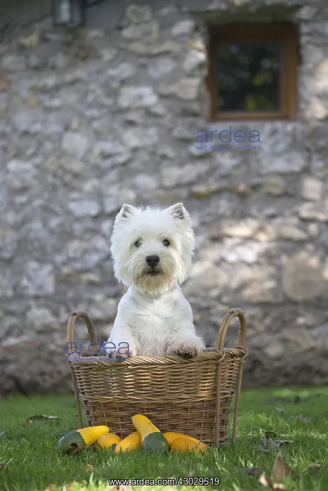  : West Highland Terrier dog outdoors