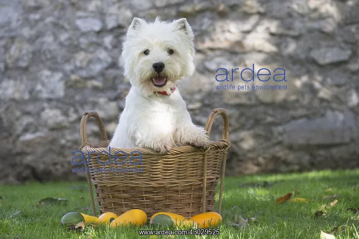  : West Highland Terrier dog outdoors