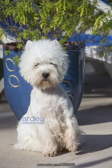  : West Highland Terrier dog outdoors