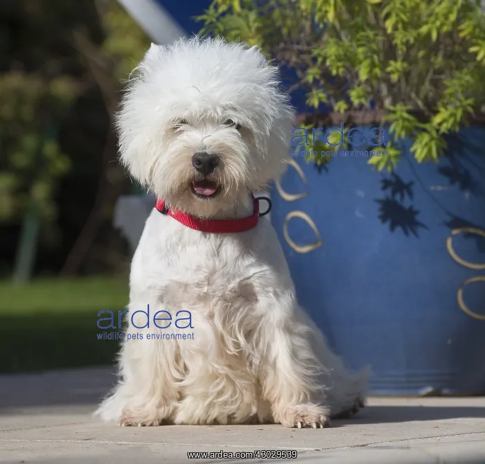  : West Highland Terrier dog outdoors