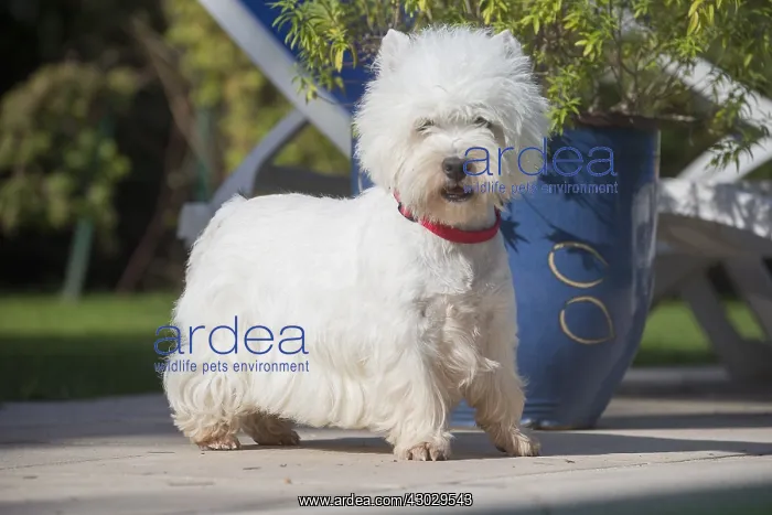  : West Highland Terrier dog outdoors