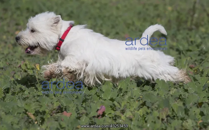  : West Highland Terrier dog outdoors