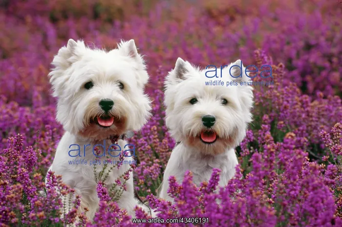 : West Highland Terrier Dog - pair, sitting in heather : West Highland Terrier Dog - pair, sitting in heather