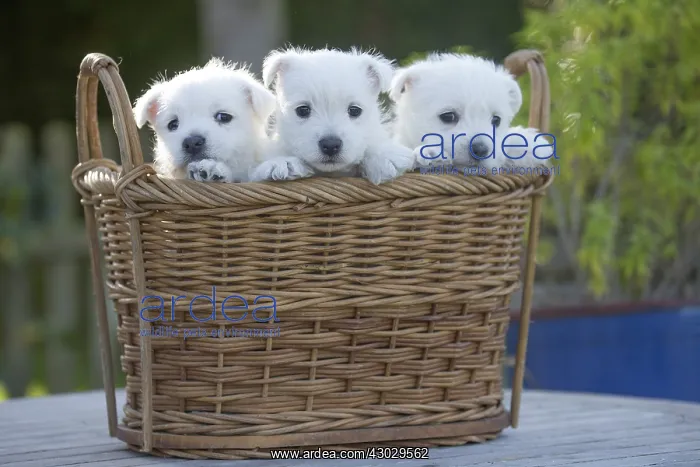 : West Highland Terrier dog puppies in a basket : West Highland Terrier dog puppies in a basket