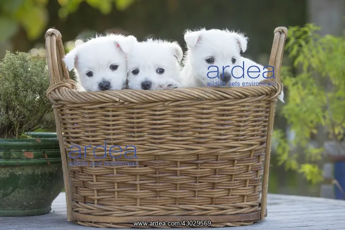 : West Highland Terrier dog puppies in a basket : West Highland Terrier dog puppies in a basket