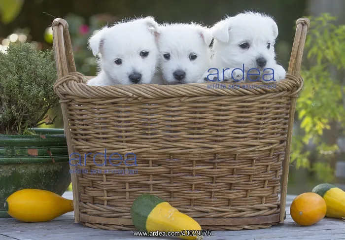 : West Highland Terrier dog puppies in a basket : West Highland Terrier dog puppies in a basket