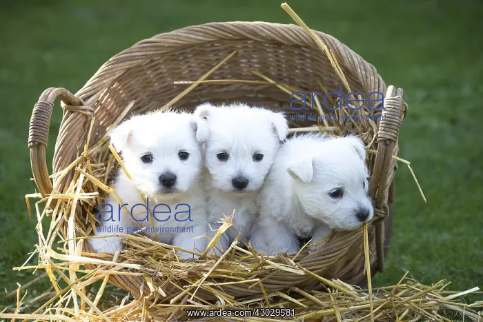 : West Highland Terrier dog puppies in a basket : West Highland Terrier dog puppies in a basket