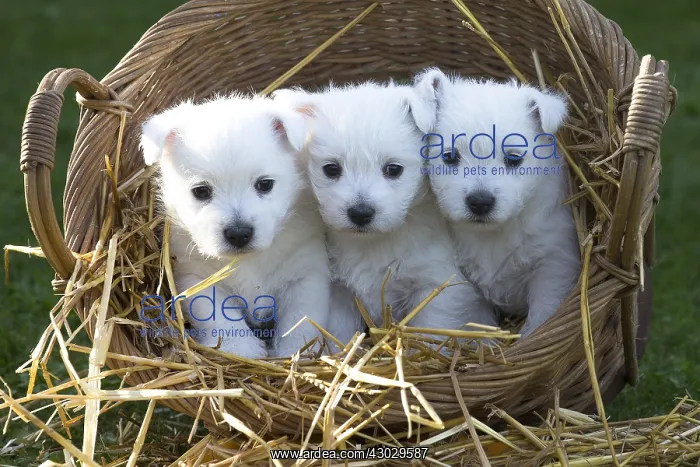 : West Highland Terrier dog puppies in a basket : West Highland Terrier dog puppies in a basket