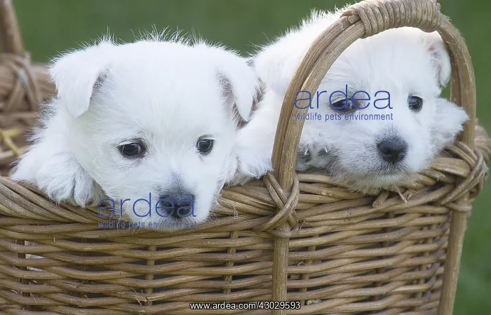 : West Highland Terrier dog puppies in a basket : West Highland Terrier dog puppies in a basket