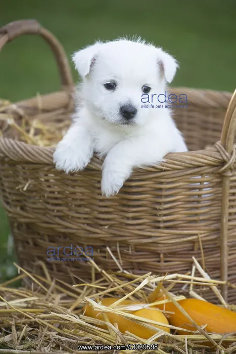  : West Highland Terrier dog puppy in a basket
