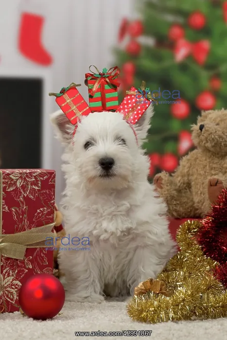 : West Highland Terrier Dog, puppy with festive Christmas : West Highland Terrier Dog, puppy with festive Christmas