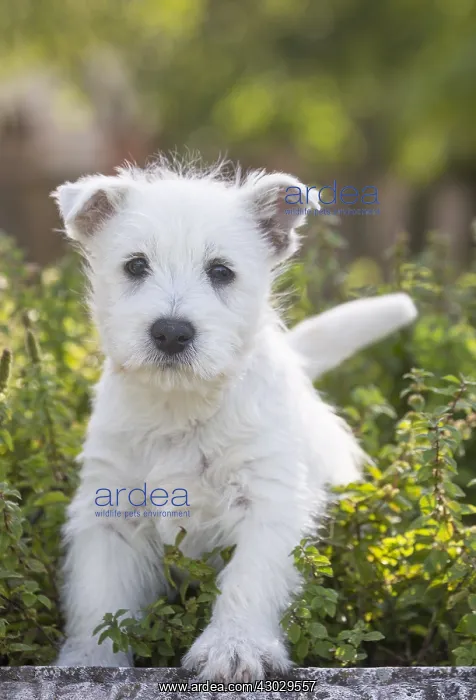  : West Highland Terrier dog puppy outdoors